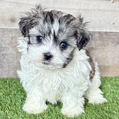 Sully - Shih Tzu Male