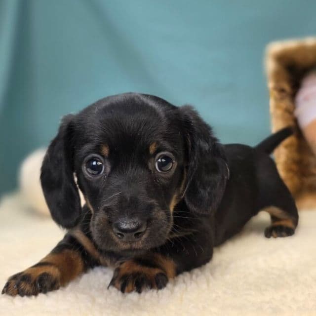 Lottie - Dachshund Female