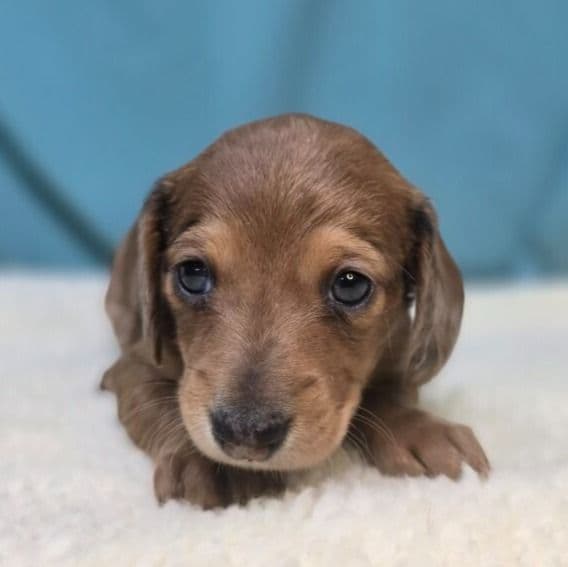 Fern - Dachshund Female