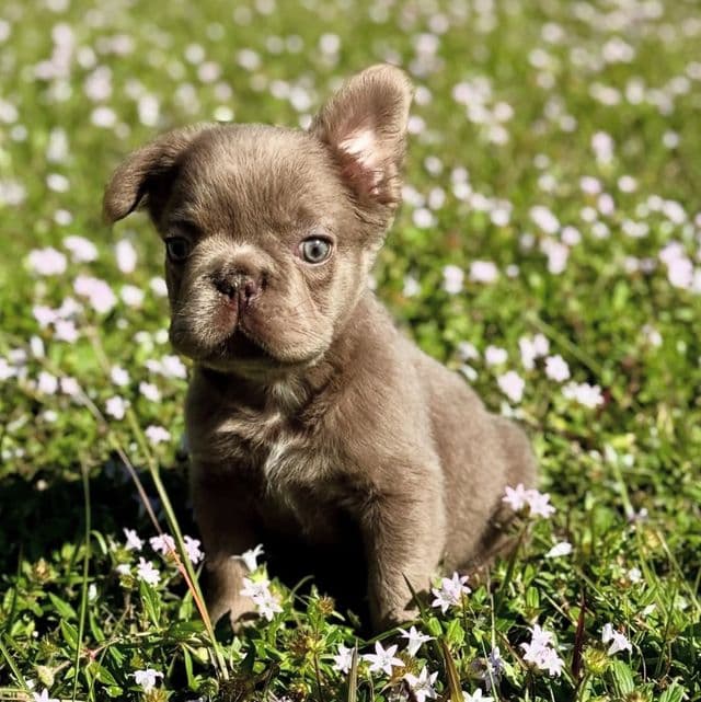 Penny Fluffy - French Bulldog Female