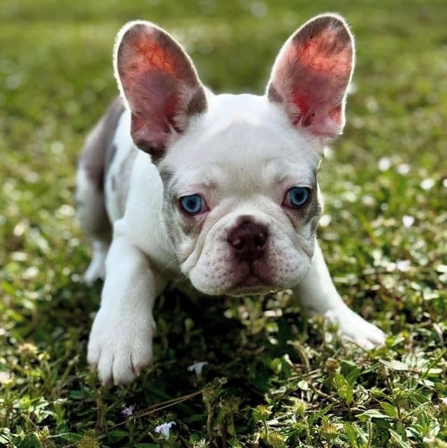 OPAL - French Bulldog Female