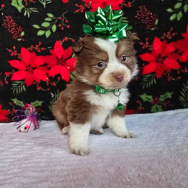 Spice - Australian Shepherd Female