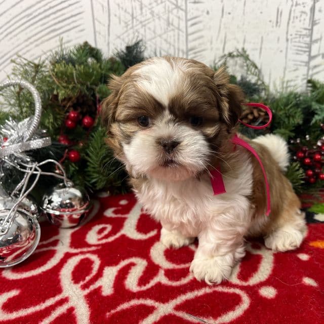 Lassie - Shih Tzu Female