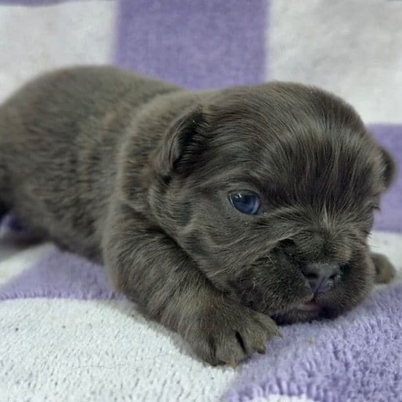 Joyce - French Bulldog Female