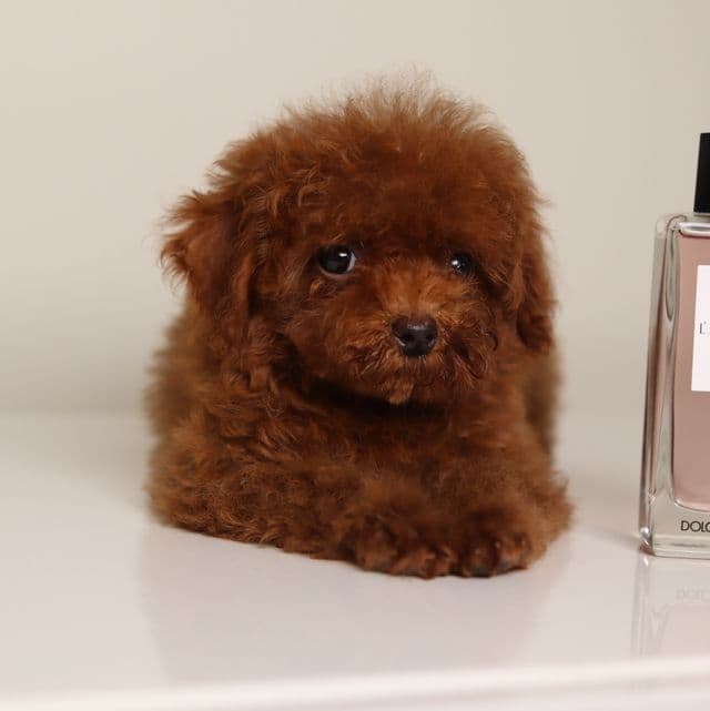 Giselle Cherry red Toy - Toy Poodle Female