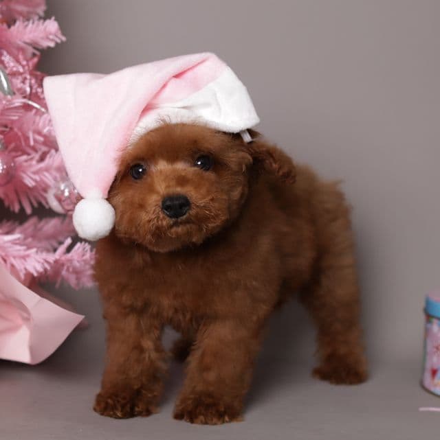 Mila Teddy bear - Toy Poodle Female