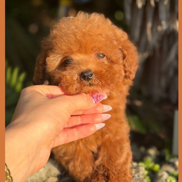 Little Mary - Toy Poodle Female