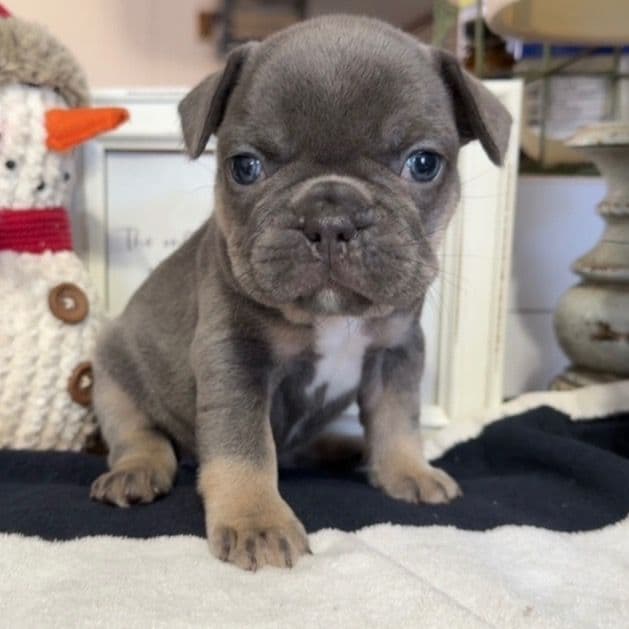 Evie - French Bulldog Female