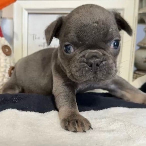 Noah - French Bulldog Male
