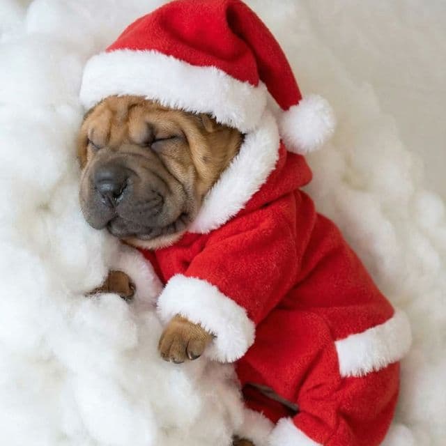 Bruno - Chinese Shar-Pei Male