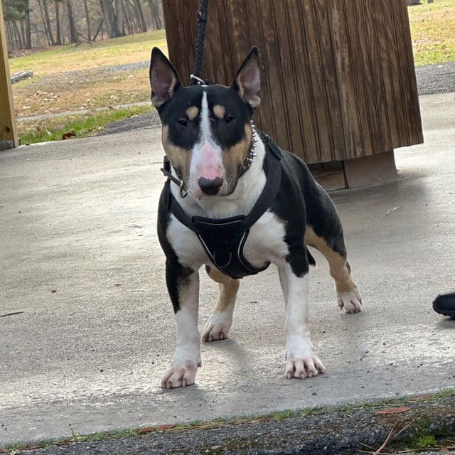 Picasso - Bull Terrier Male