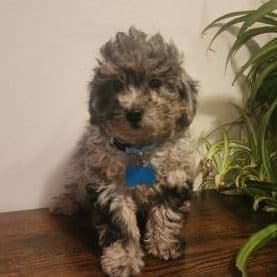 Knox - Toy Poodle Male