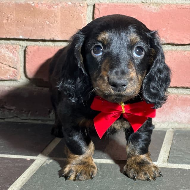 Twix - Dachshund Male