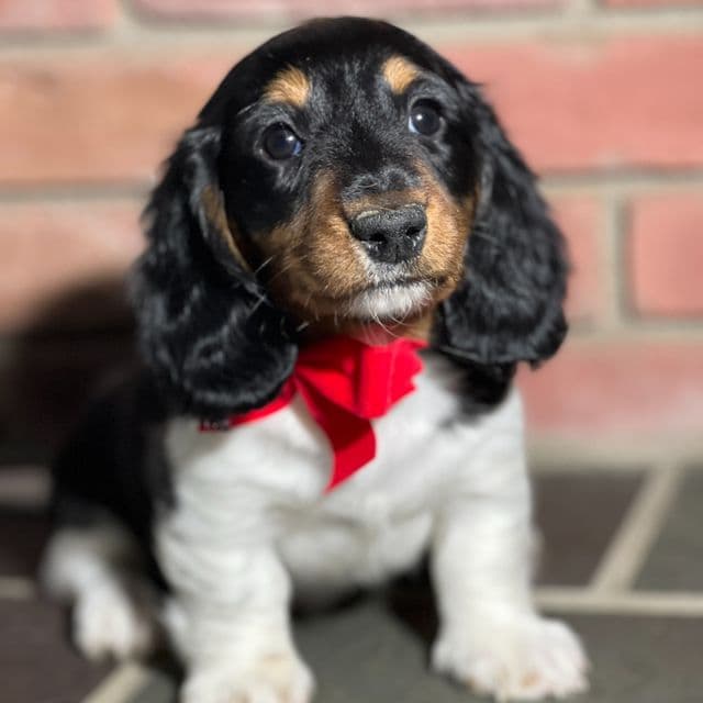 Twinkle - Dachshund Male