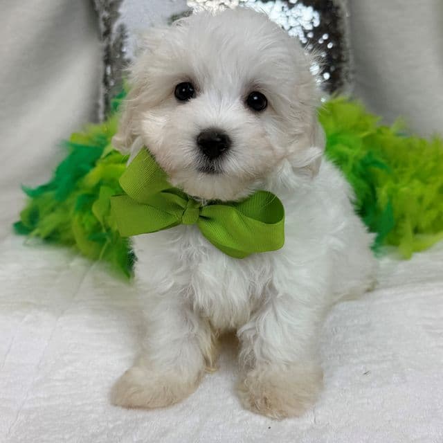 Daisy Green Boy - Maltipoo Male