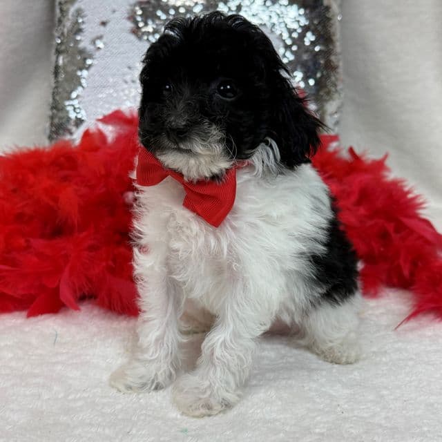 Cici Red Boy - Toy Poodle Male