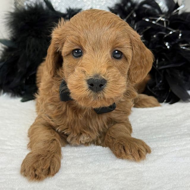 Braley Black Boy - Goldendoodle Male