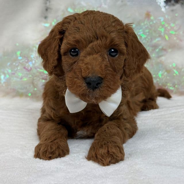Braley White Boy - Goldendoodle Male
