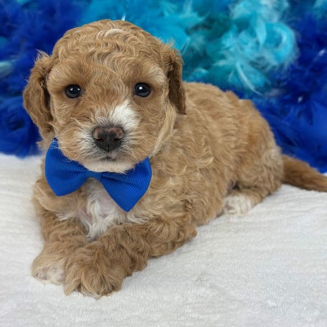 Molly Blue Boy - Goldendoodle Male