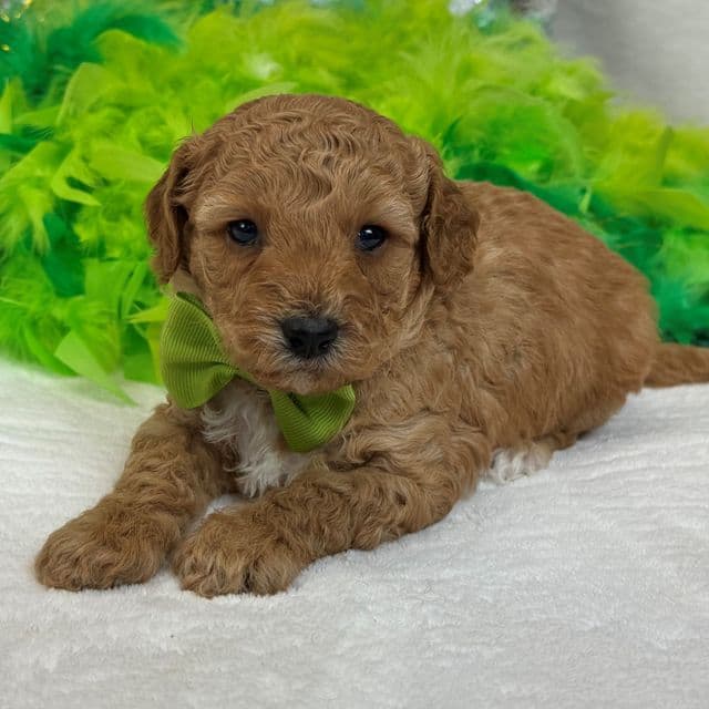 Molly Green Boy - Goldendoodle Male