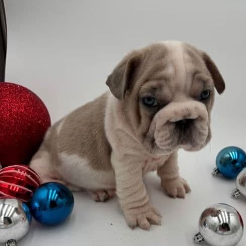 Tank - French Bulldog Male