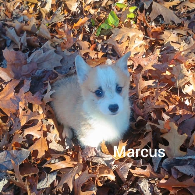 Marcus - Pembroke Welsh Corgi Male