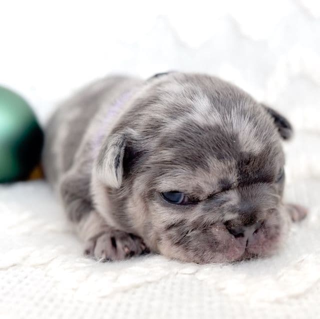 Chip - French Bulldog Male