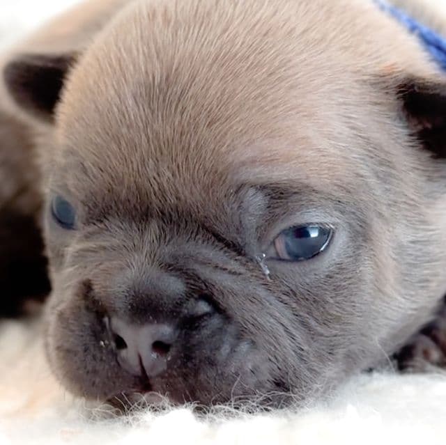 Oreo - French Bulldog Male