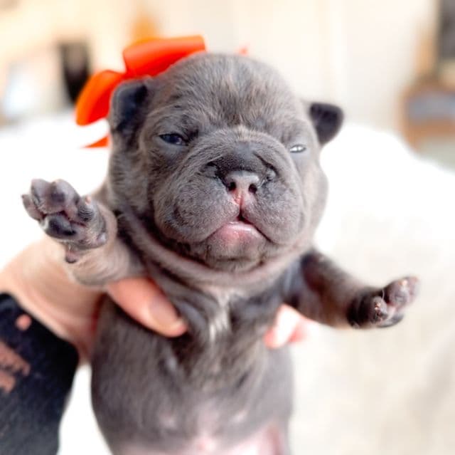 Macaroon - French Bulldog Female