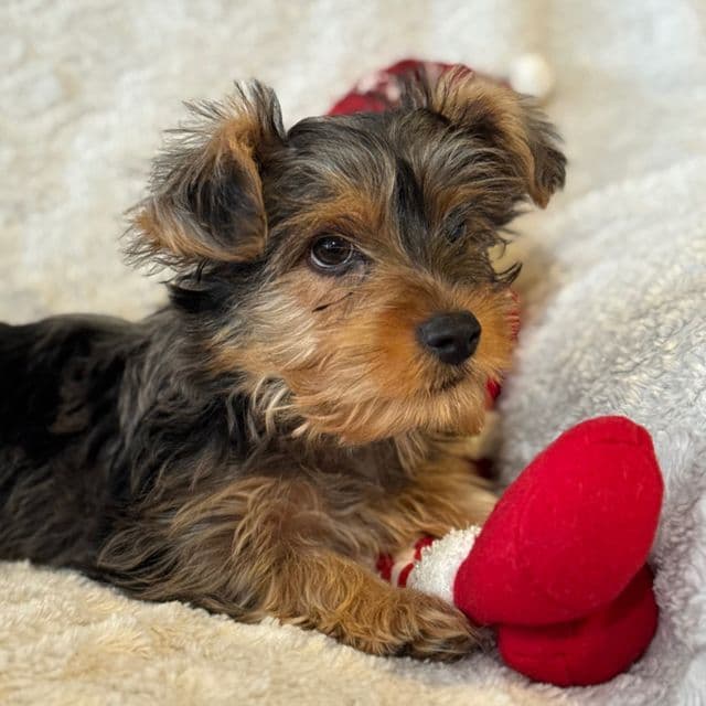 Mahomes - Yorkshire Terrier Male