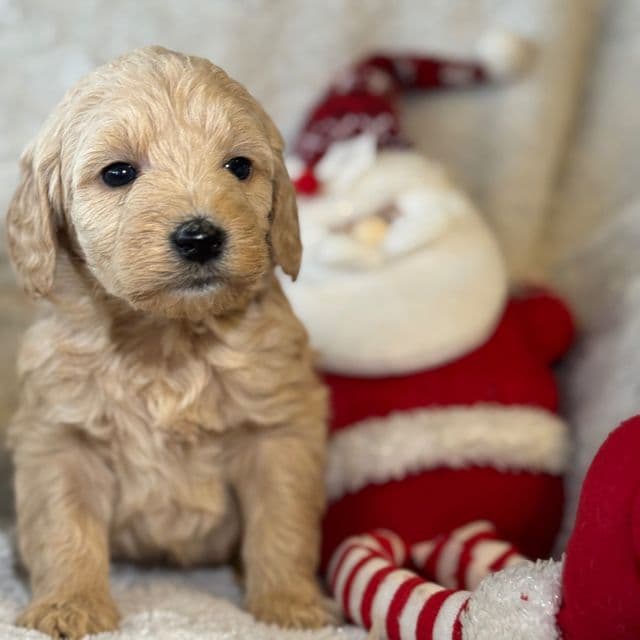 Daisy - Mini F1B - Goldendoodle Female