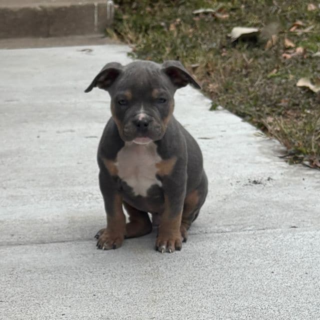 Male #1 - American Bully Male