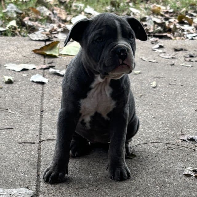 Girl #1 - American Bully Female