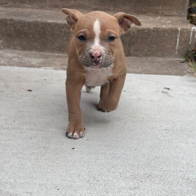 Male #3 - American Bully Male