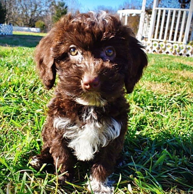 Sunny - Havapoo Female