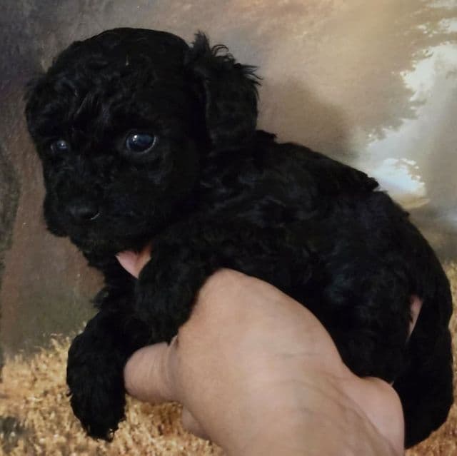 Sally - Toy Poodle Female