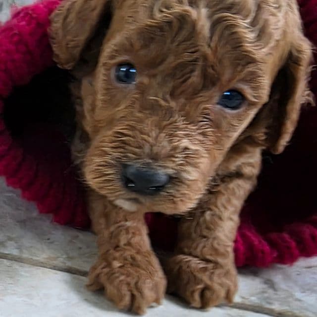 F1b Miniature Freddy - Goldendoodle Male