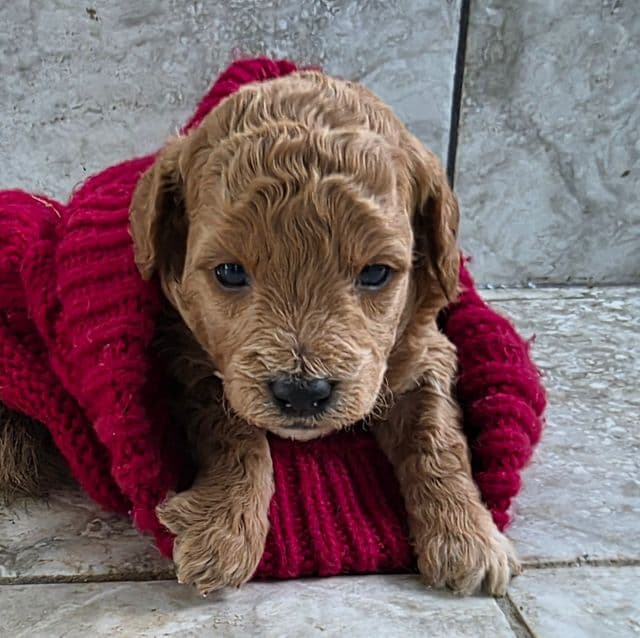 F1b Miniature Snowflake - Goldendoodle Female