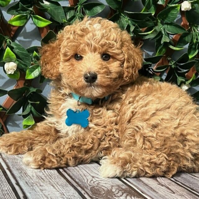 Theodore (Mini) - Goldendoodle Male