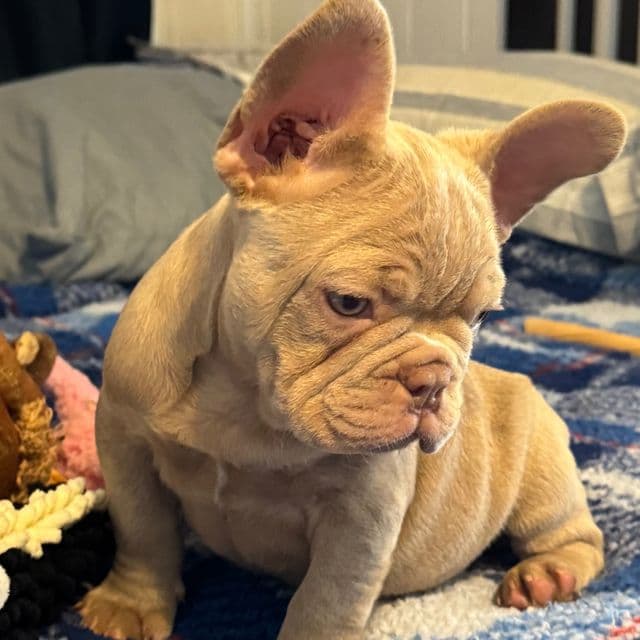 Ghoul - French Bulldog Male