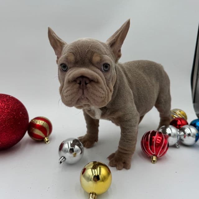 Punn - French Bulldog Male