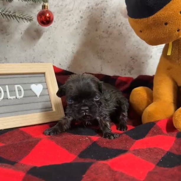 Max - French Bulldog Female