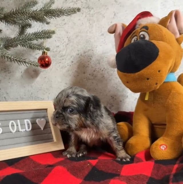 Robin - French Bulldog Female