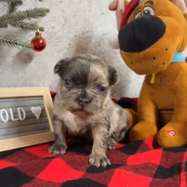 Kali - French Bulldog Female