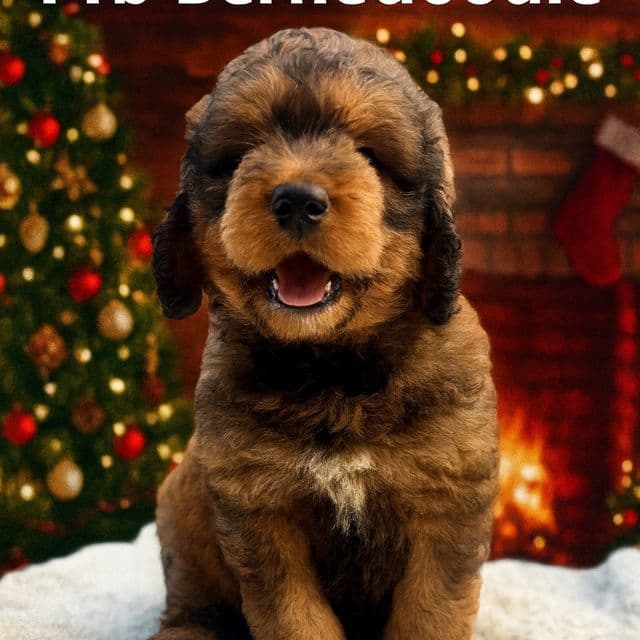 Chase - Bernedoodle Male