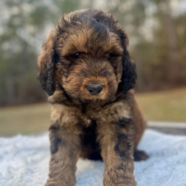 Marshall - Bernedoodle Male