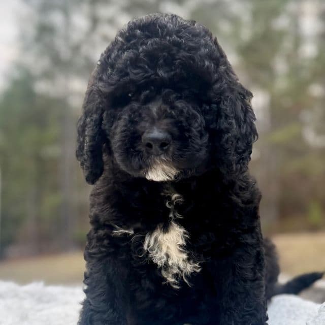 Everest - Bernedoodle Female