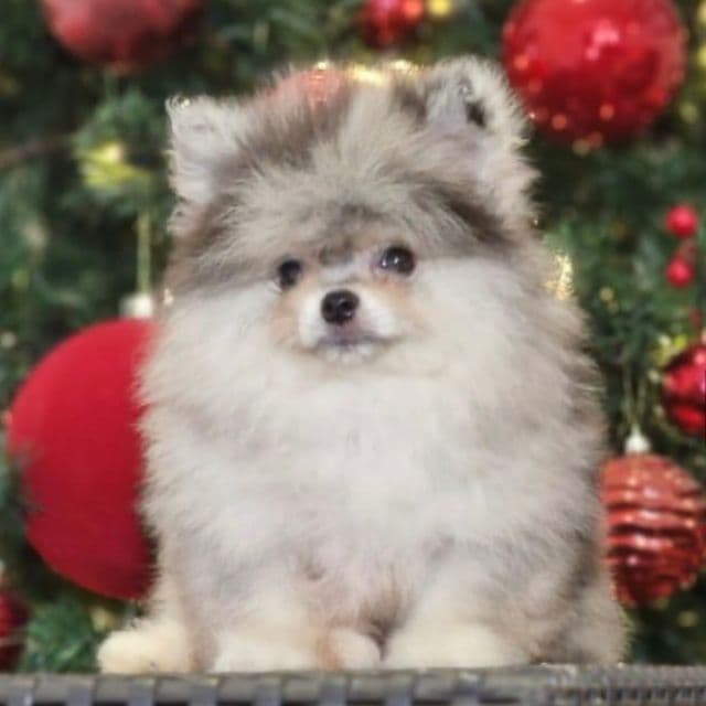 NICK - Pomeranian Male