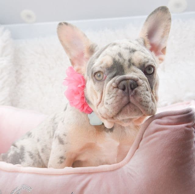 Lilac tan Merle - French Bulldog Female
