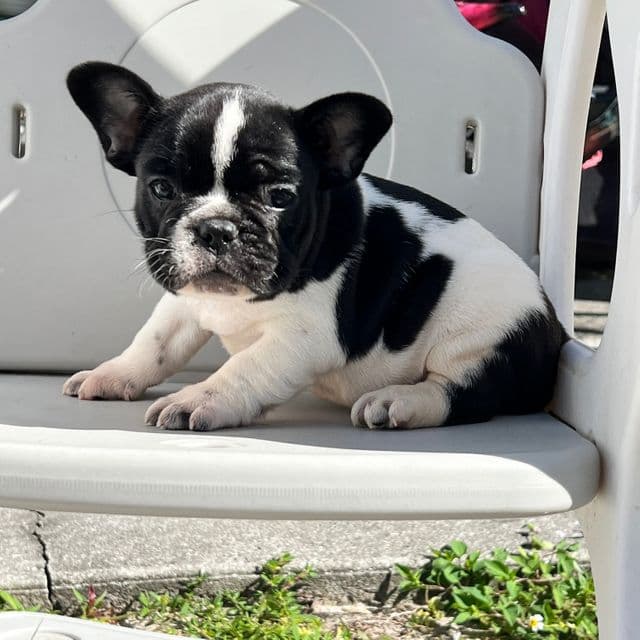 Six - French Bulldog Male
